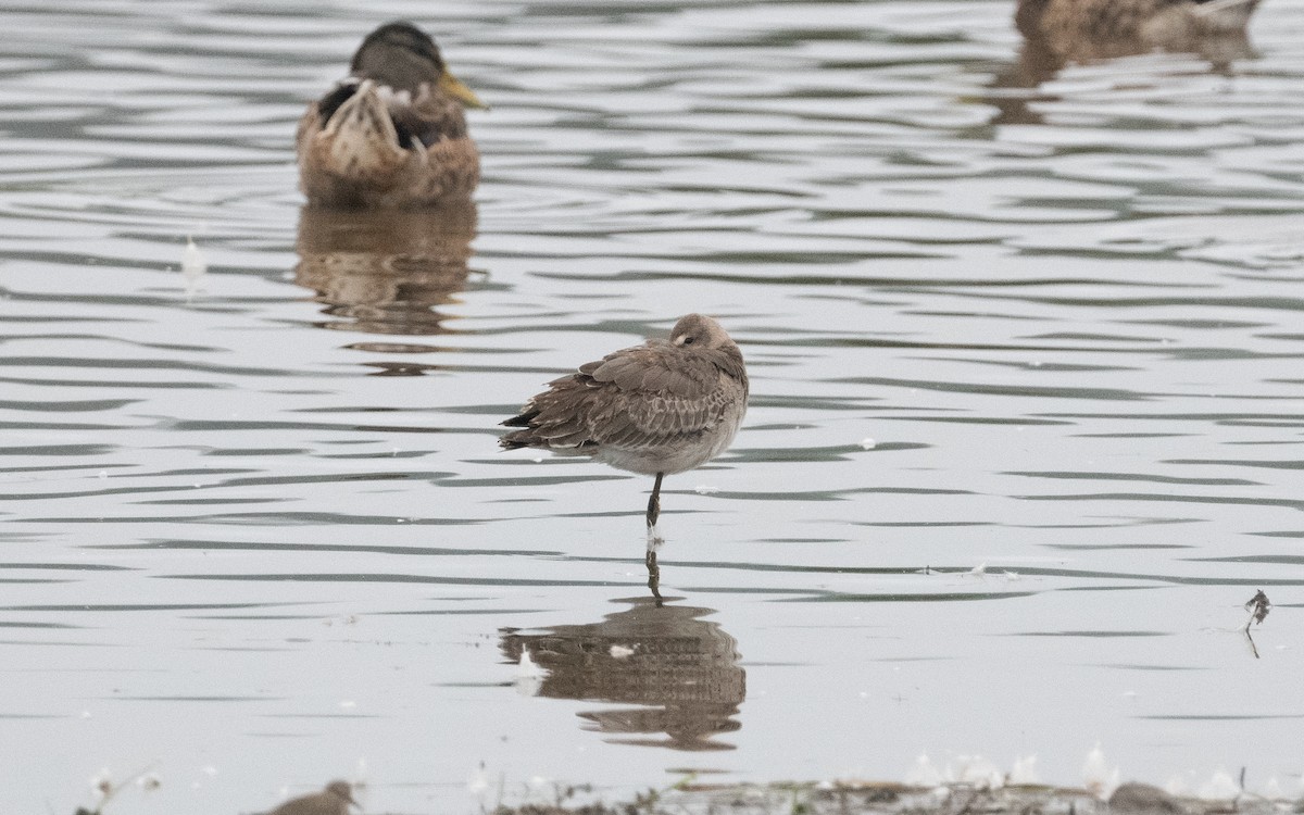 Грицик великий (підвид limosa) - ML622516021