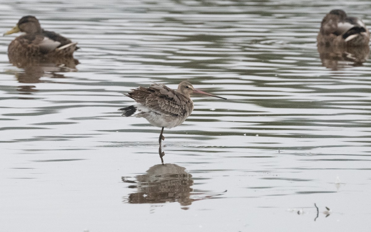 Грицик великий (підвид limosa) - ML622516022