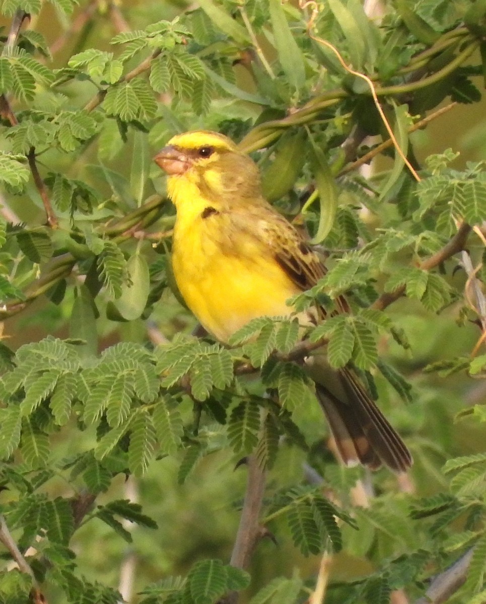 White-bellied Canary - ML622516026