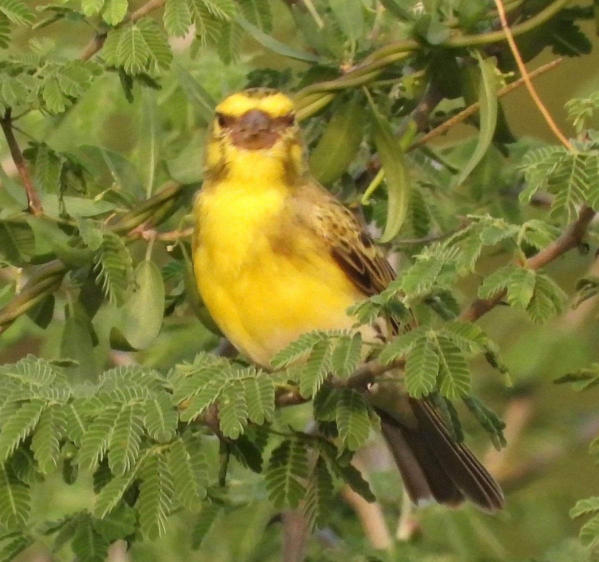 White-bellied Canary - ML622516027