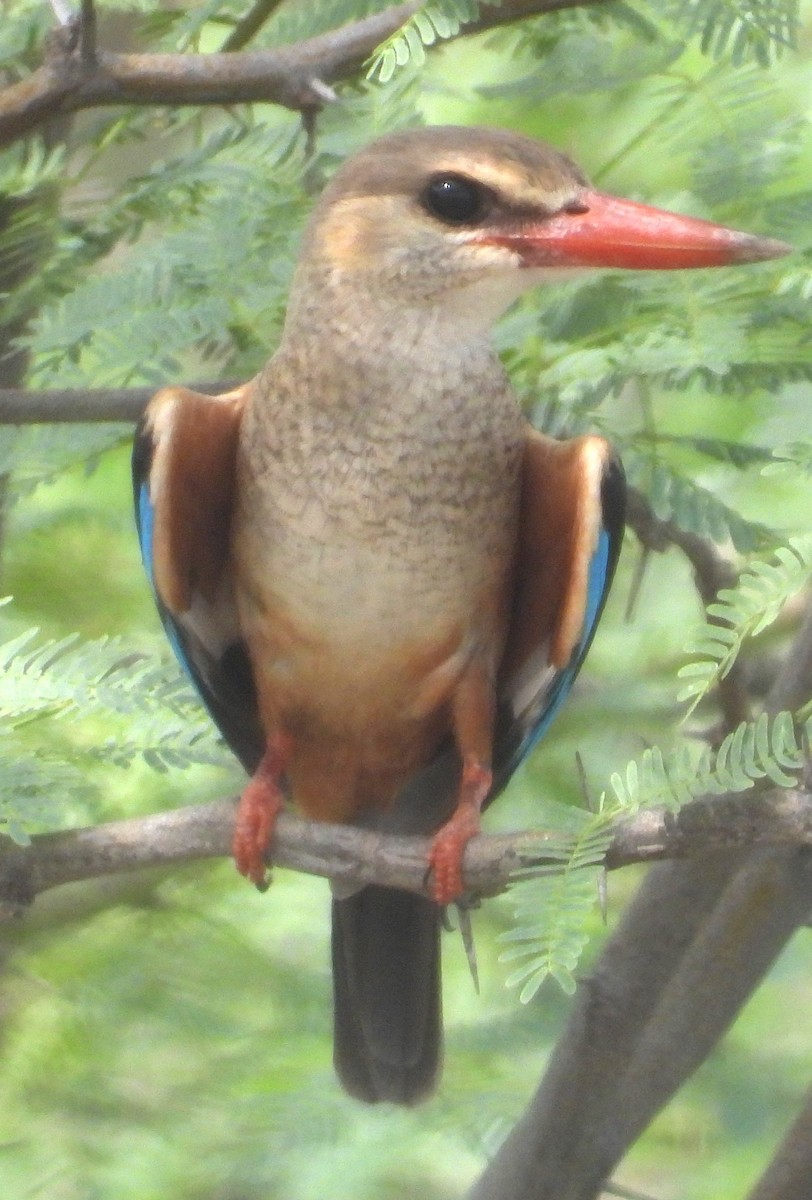 Gray-headed Kingfisher - ML622516038