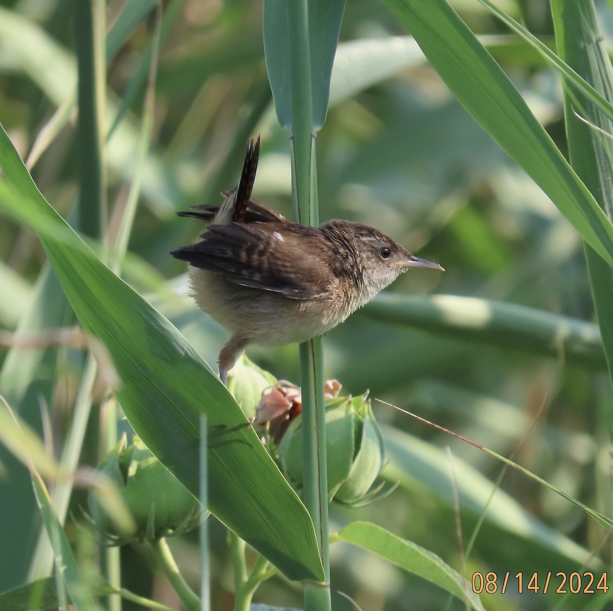 Marsh Wren - ML622516044