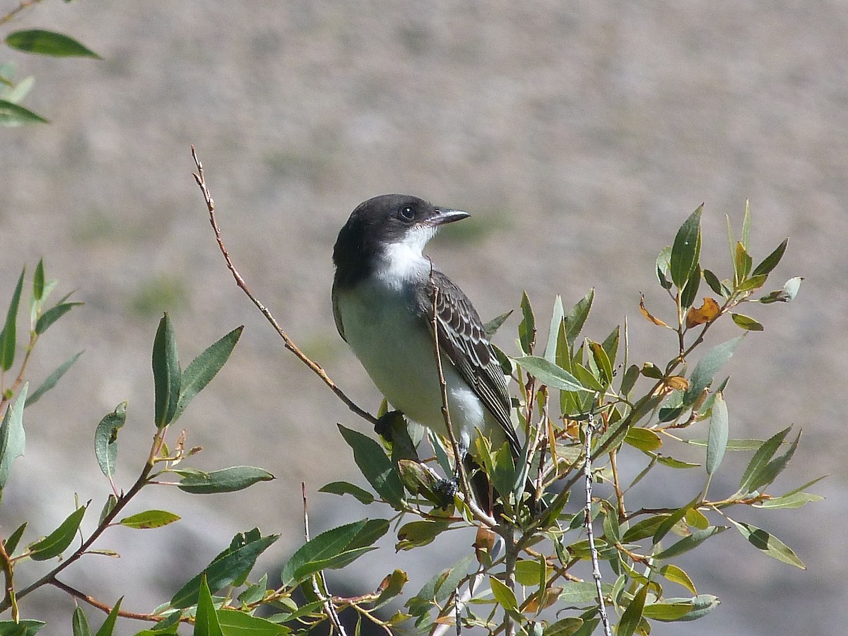 Eastern Kingbird - ML622516074