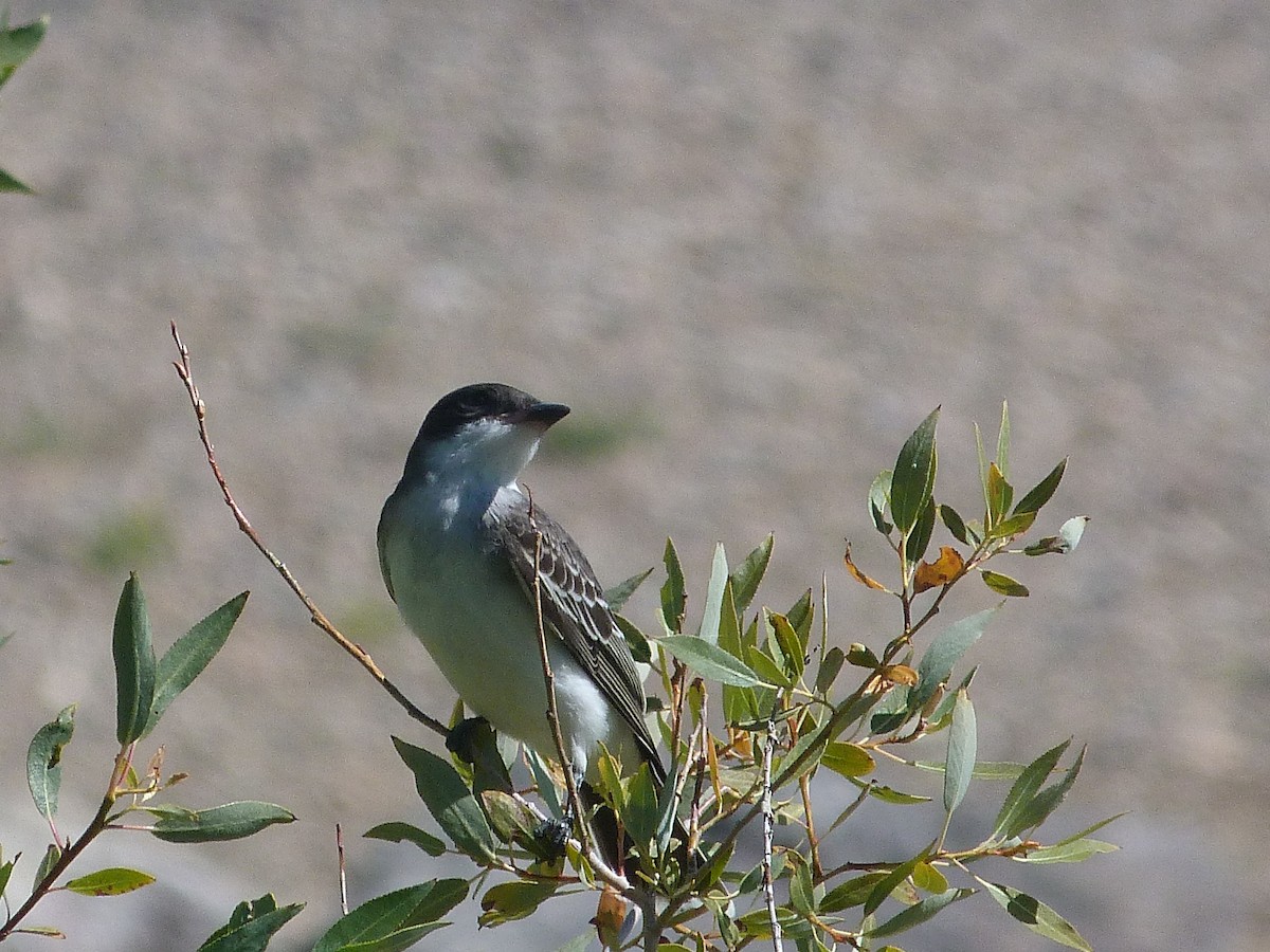 Eastern Kingbird - ML622516083