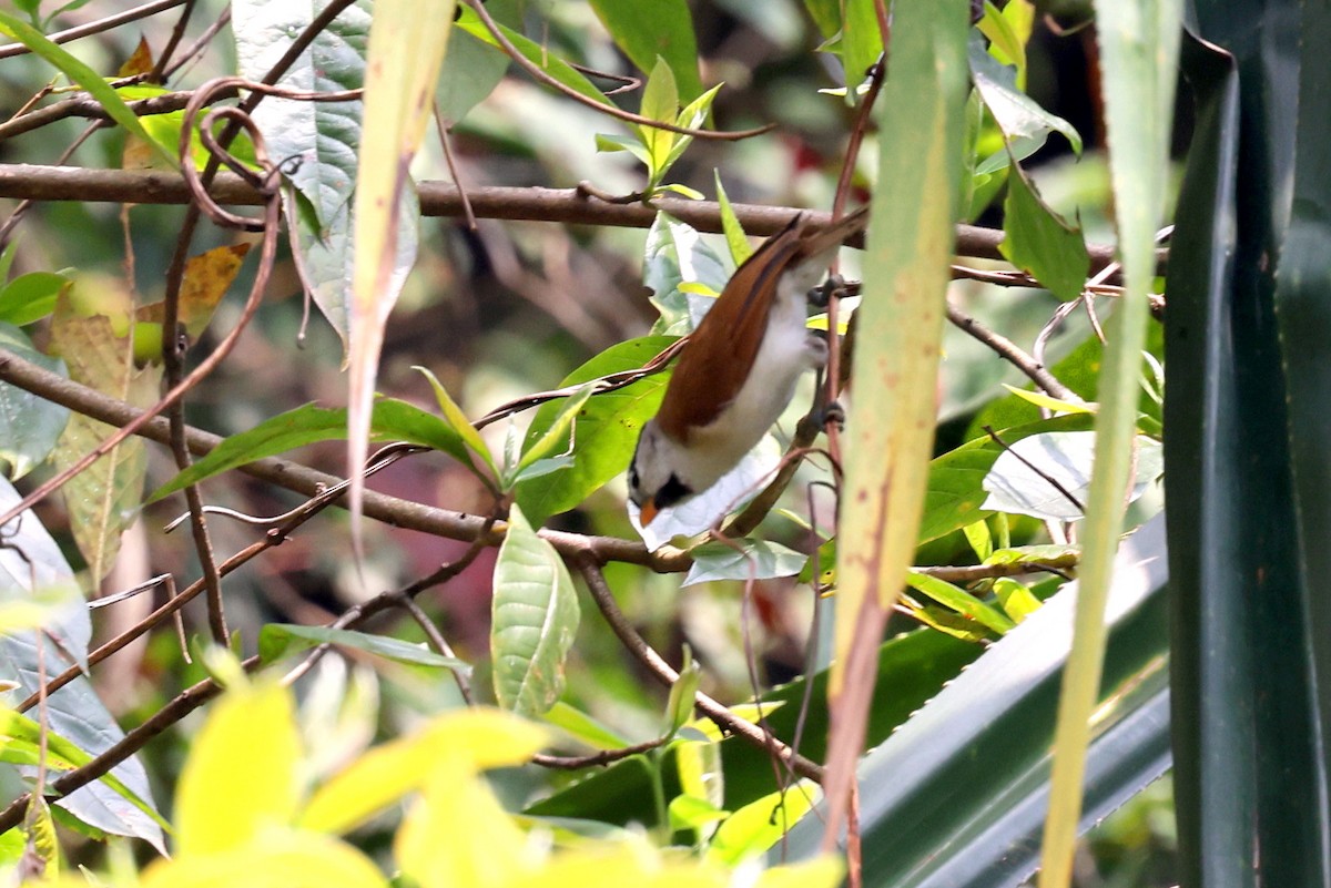 Gray-headed Parrotbill - ML622516087