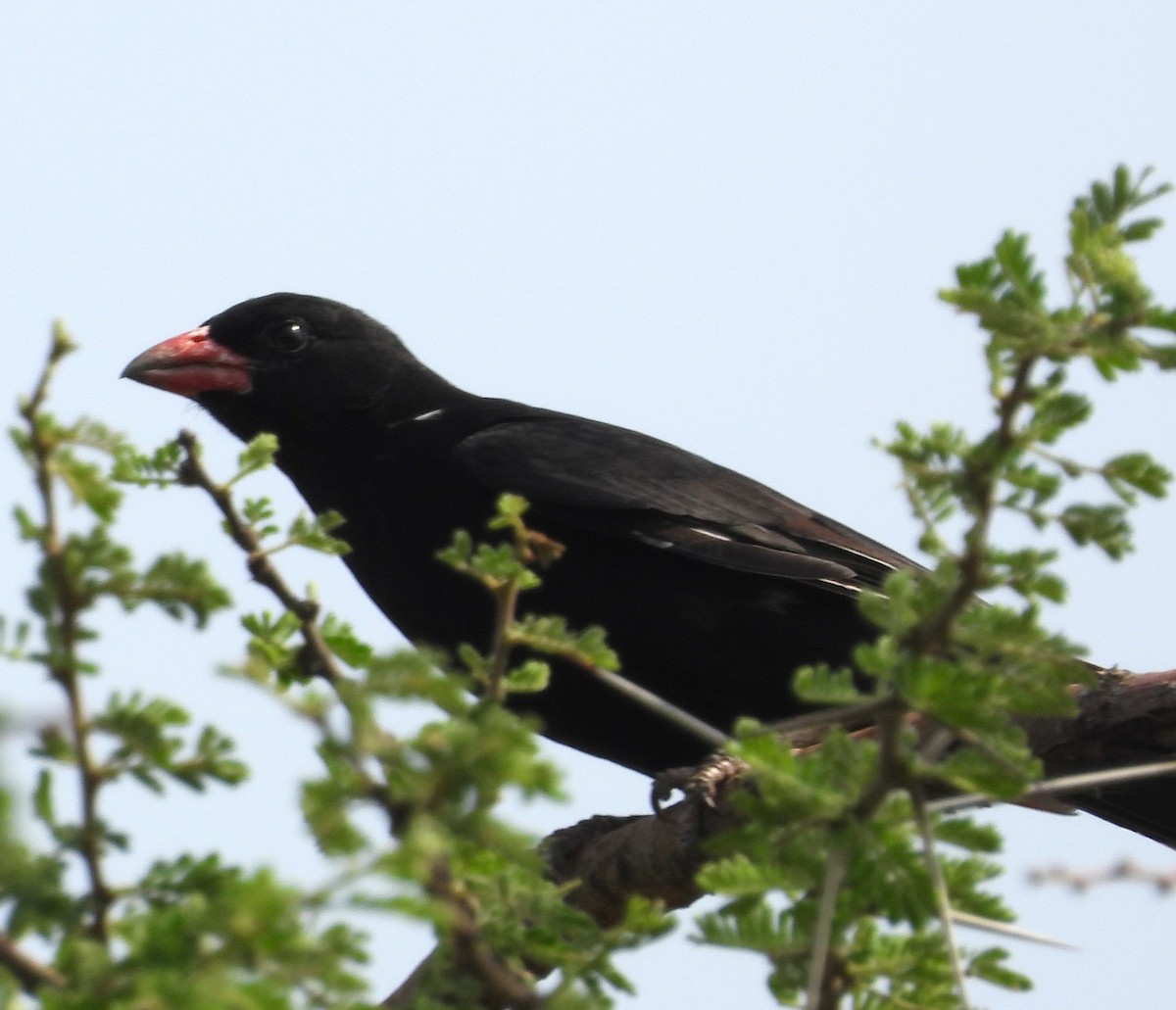 Red-billed Buffalo-Weaver - ML622516096