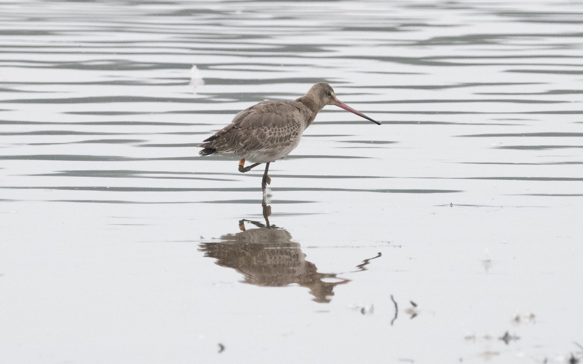 Грицик великий (підвид limosa) - ML622516116