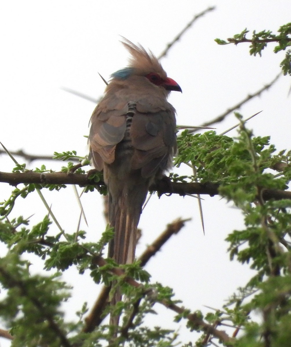 Blue-naped Mousebird - Rafael Berlanga