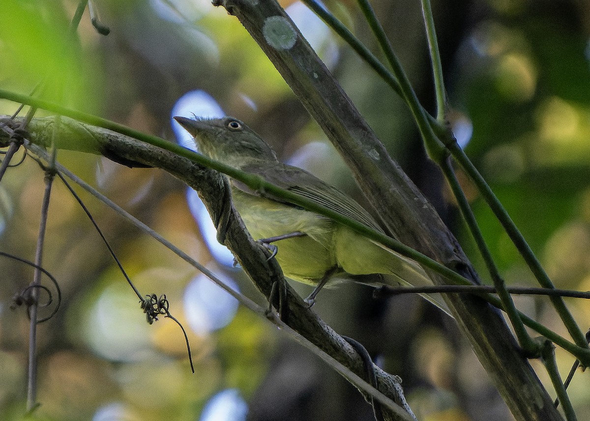 Manakin à ventre jaune - ML622516133