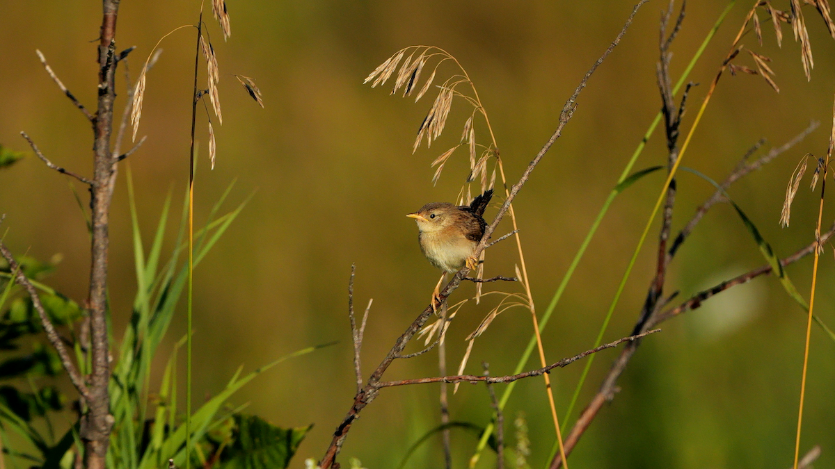 Sedge Wren - ML622516135