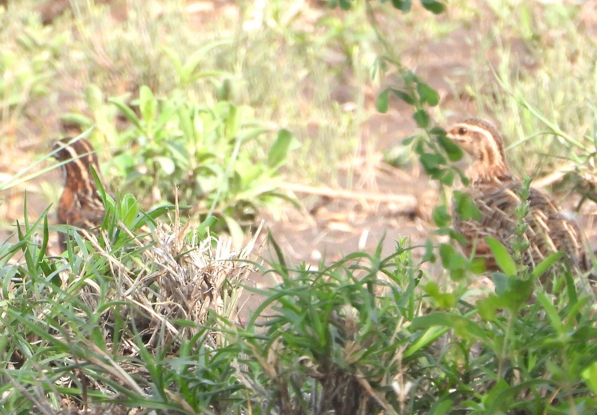 Crested Francolin - ML622516305