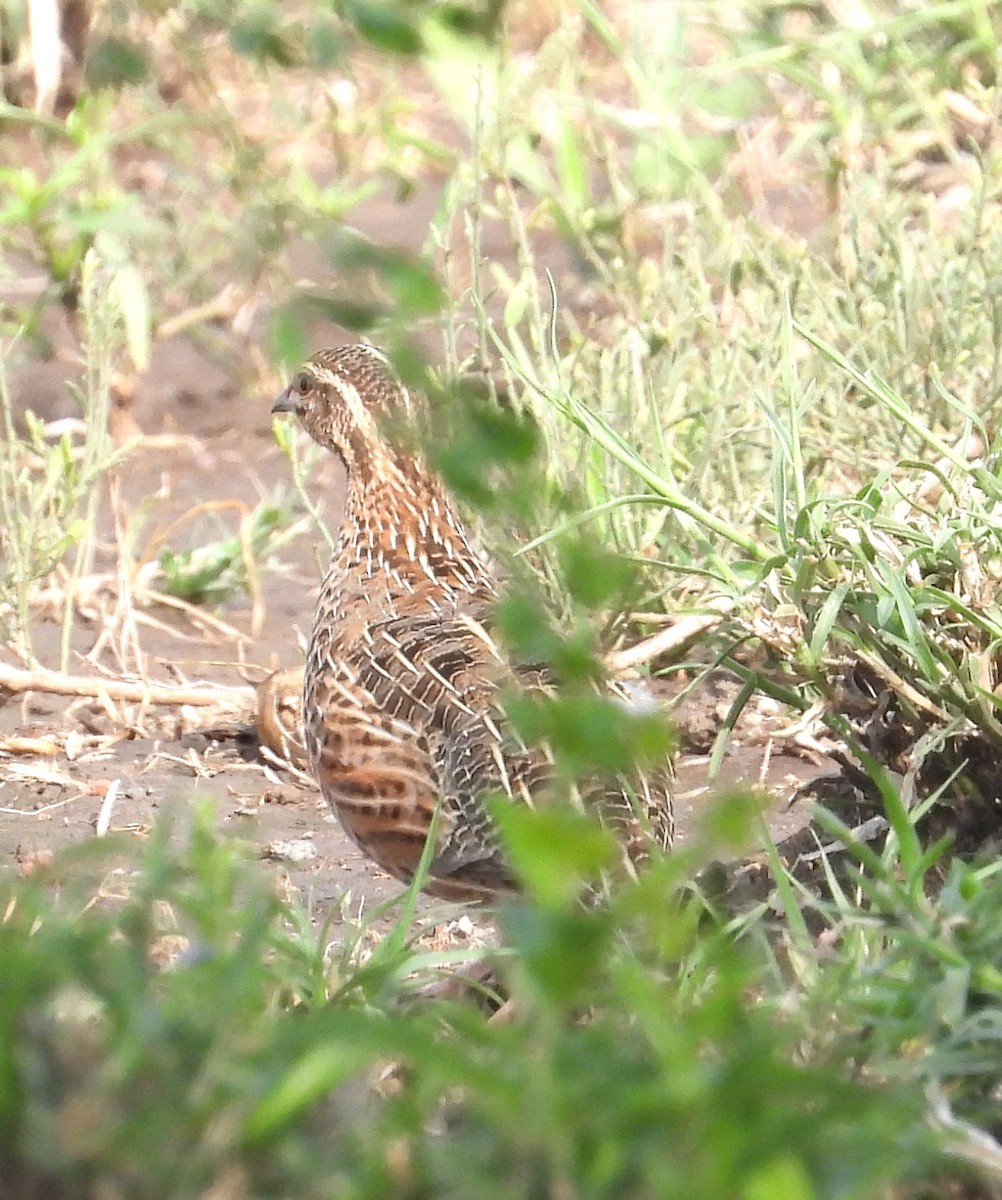 Crested Francolin - ML622516306