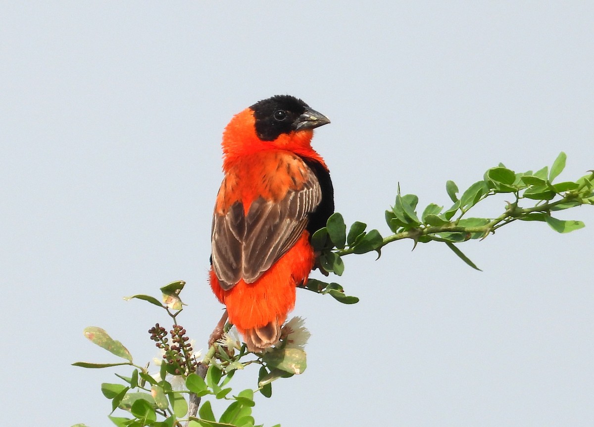 Northern Red Bishop - ML622516318