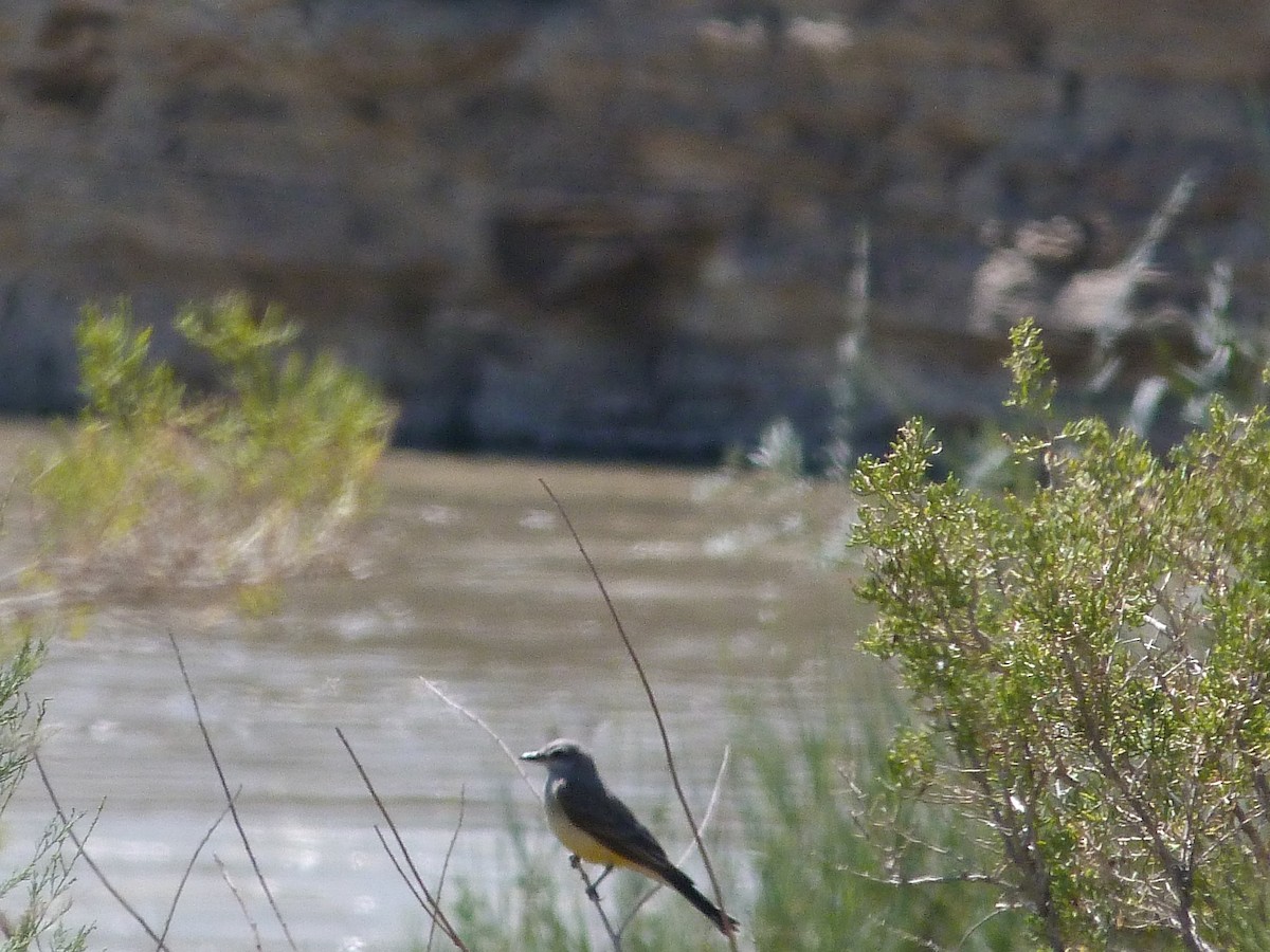 Cassin's/Western Kingbird - ML622516451