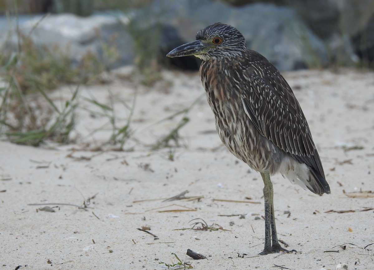 Yellow-crowned Night Heron - ML622516536