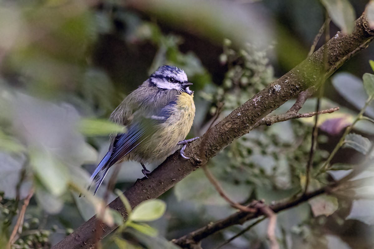 Eurasian Blue Tit - ML622516587