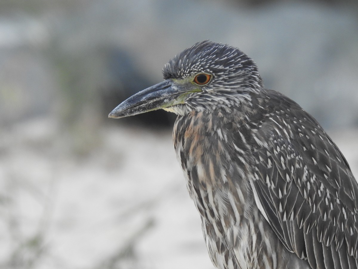 Yellow-crowned Night Heron - ML622516636