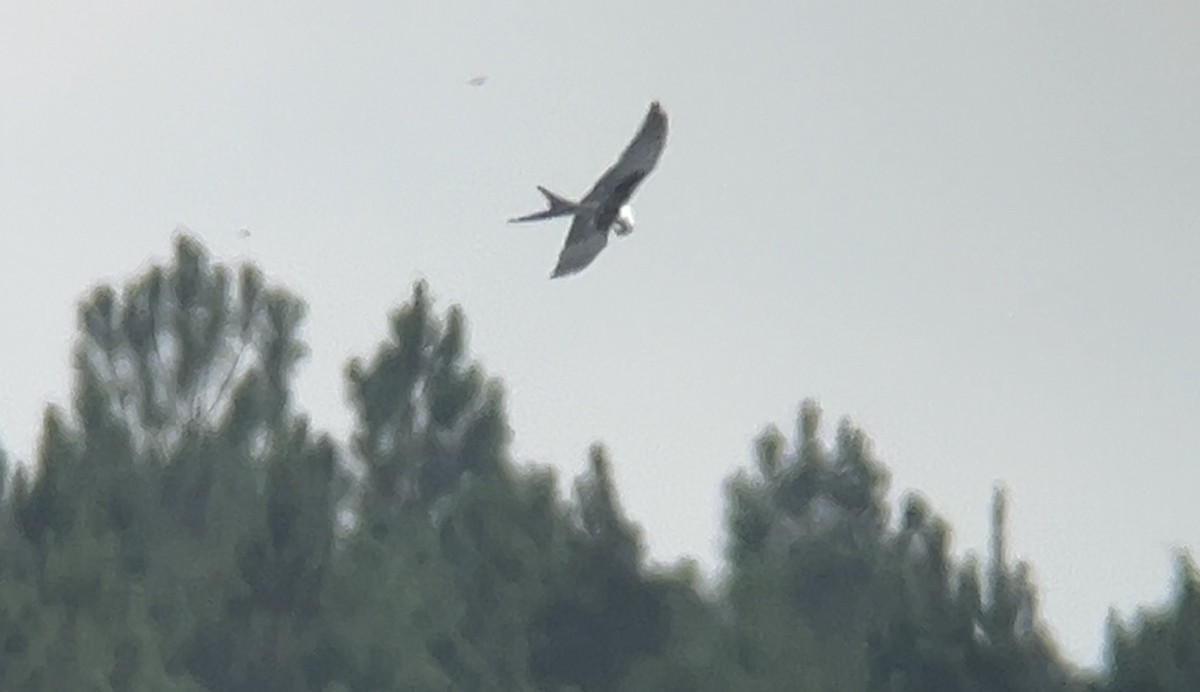 Swallow-tailed Kite - Mark McShane