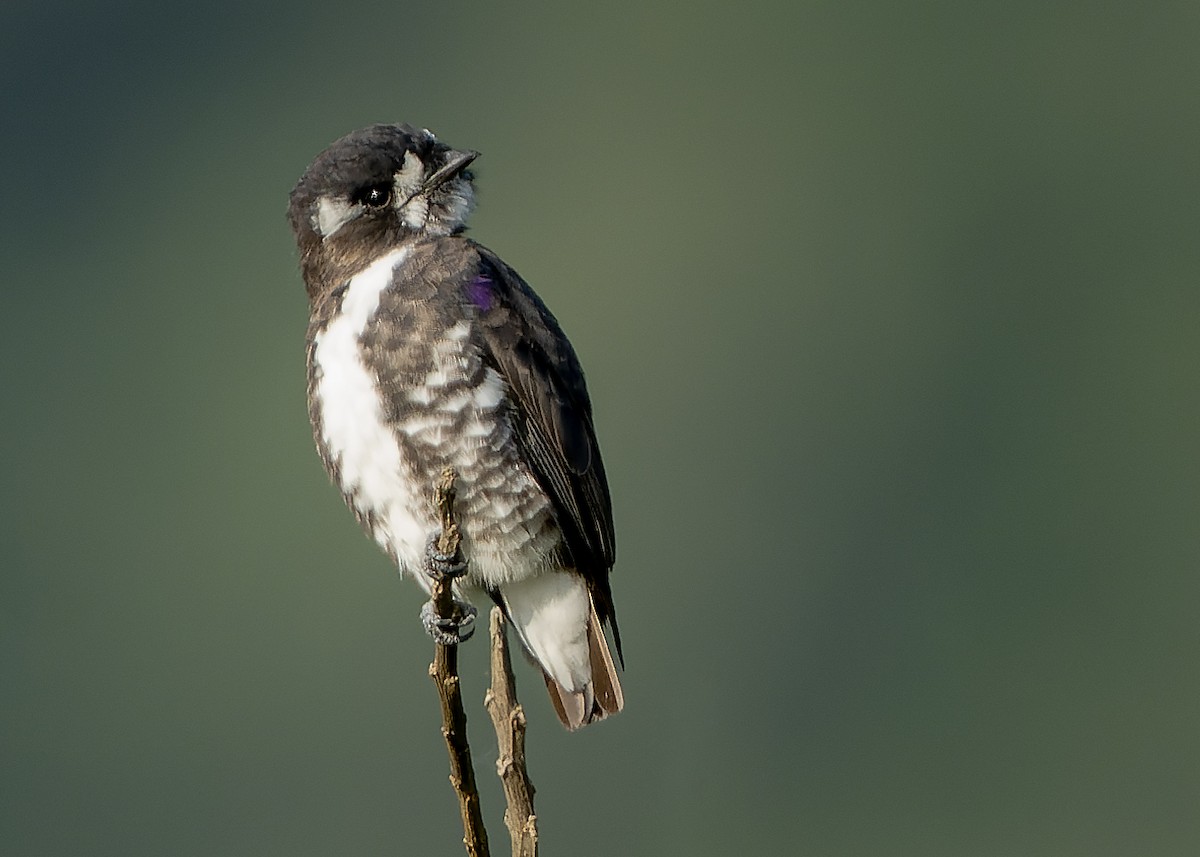 White-browed Purpletuft - ML622516672