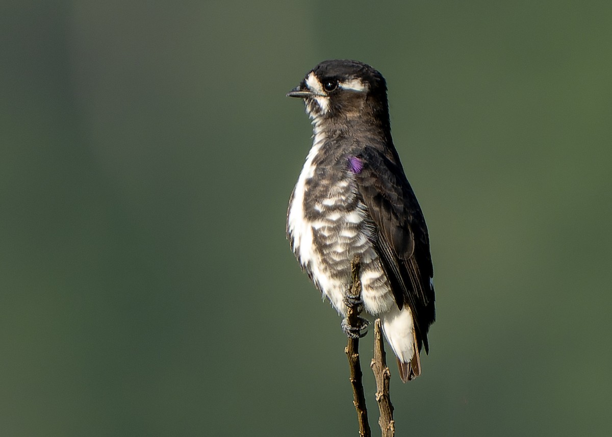 White-browed Purpletuft - ML622516674