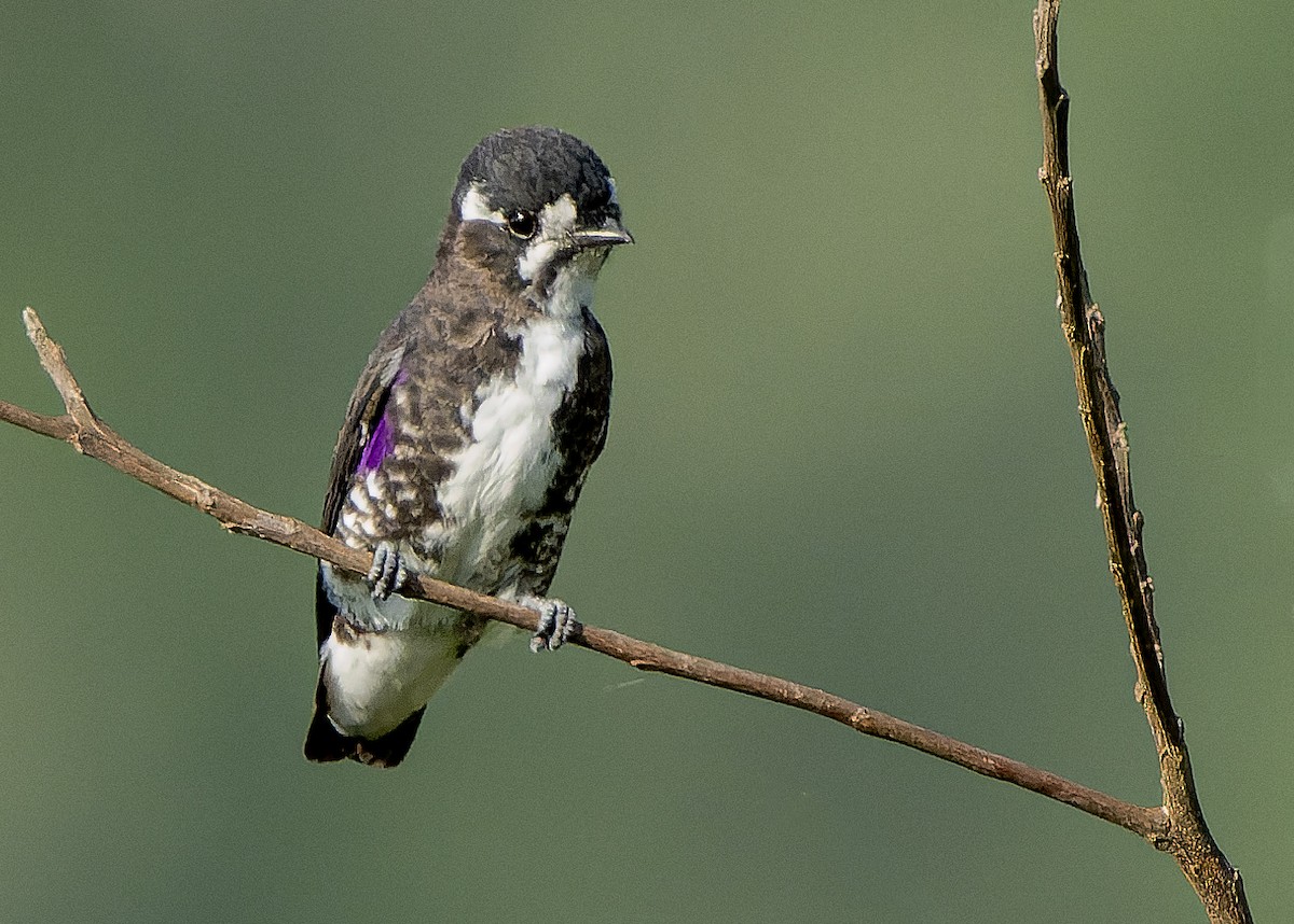 White-browed Purpletuft - ML622516678