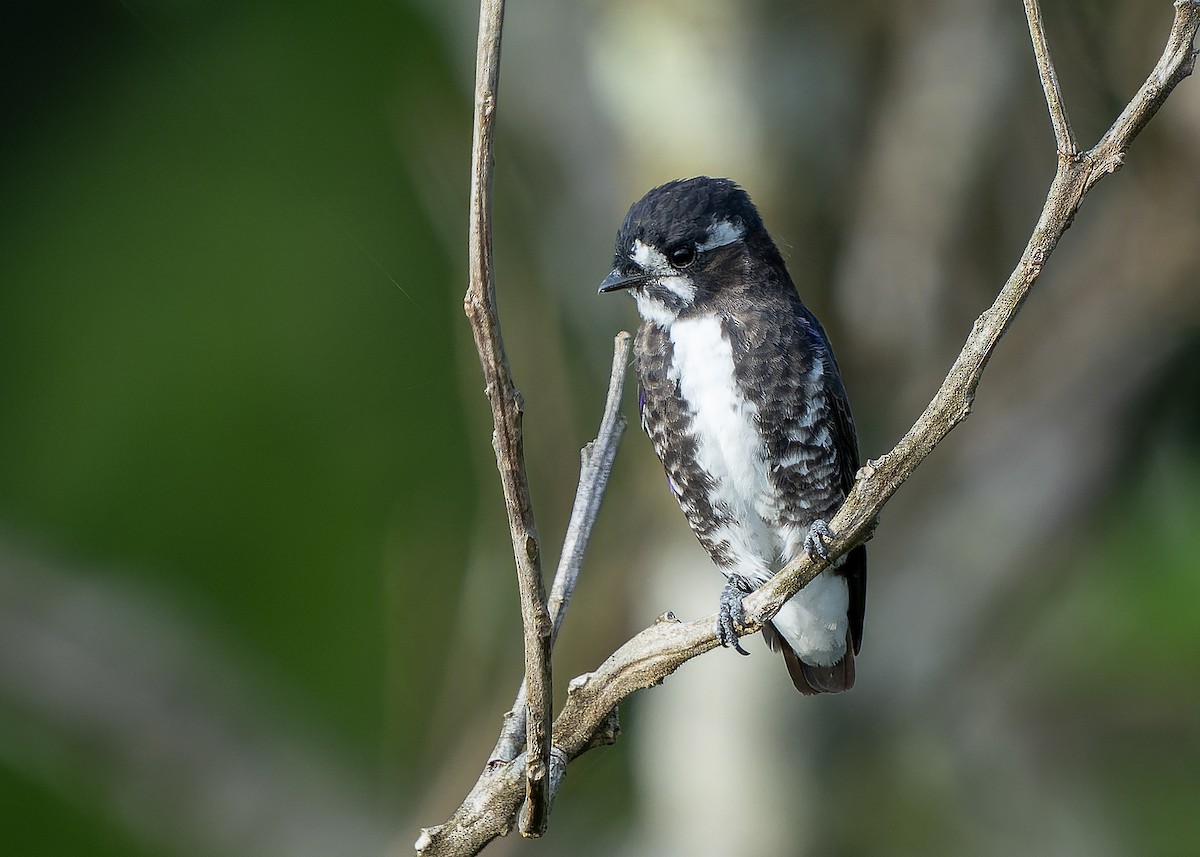 White-browed Purpletuft - ML622516685