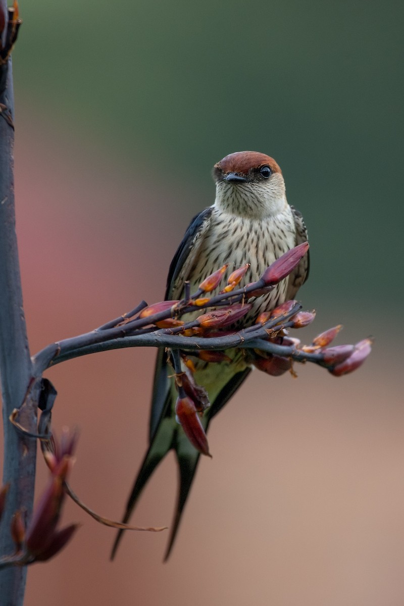 Greater Striped Swallow - ML622516740