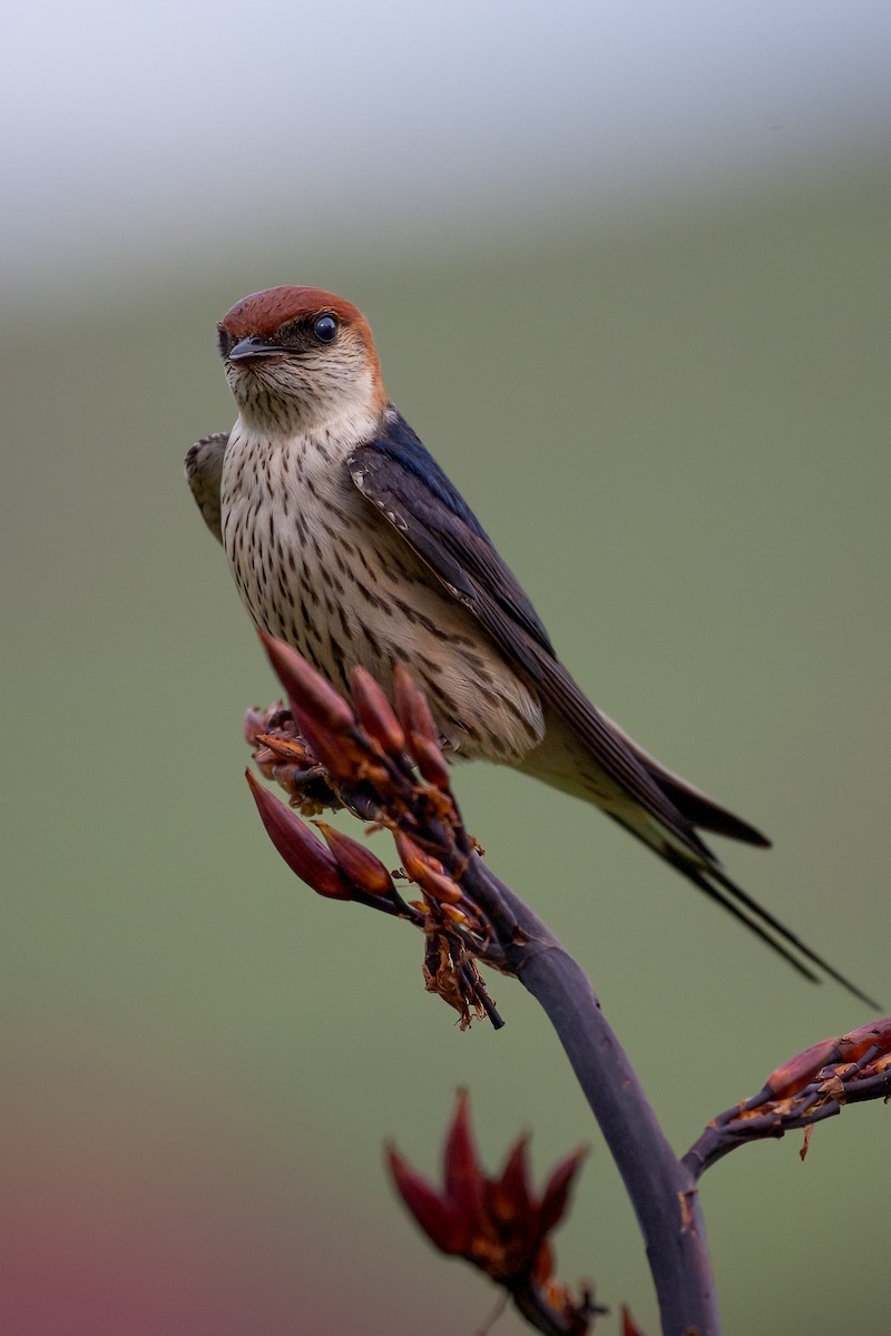 Greater Striped Swallow - ML622516741