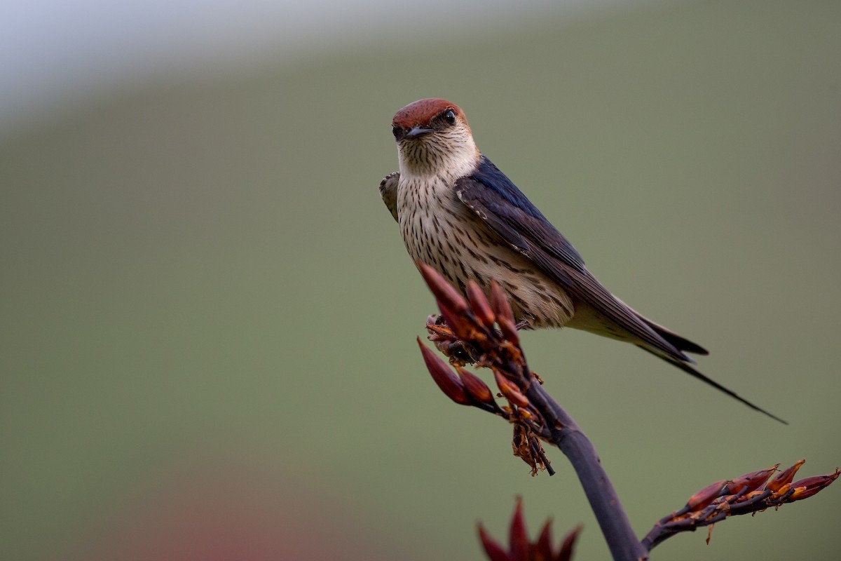 Greater Striped Swallow - ML622516742