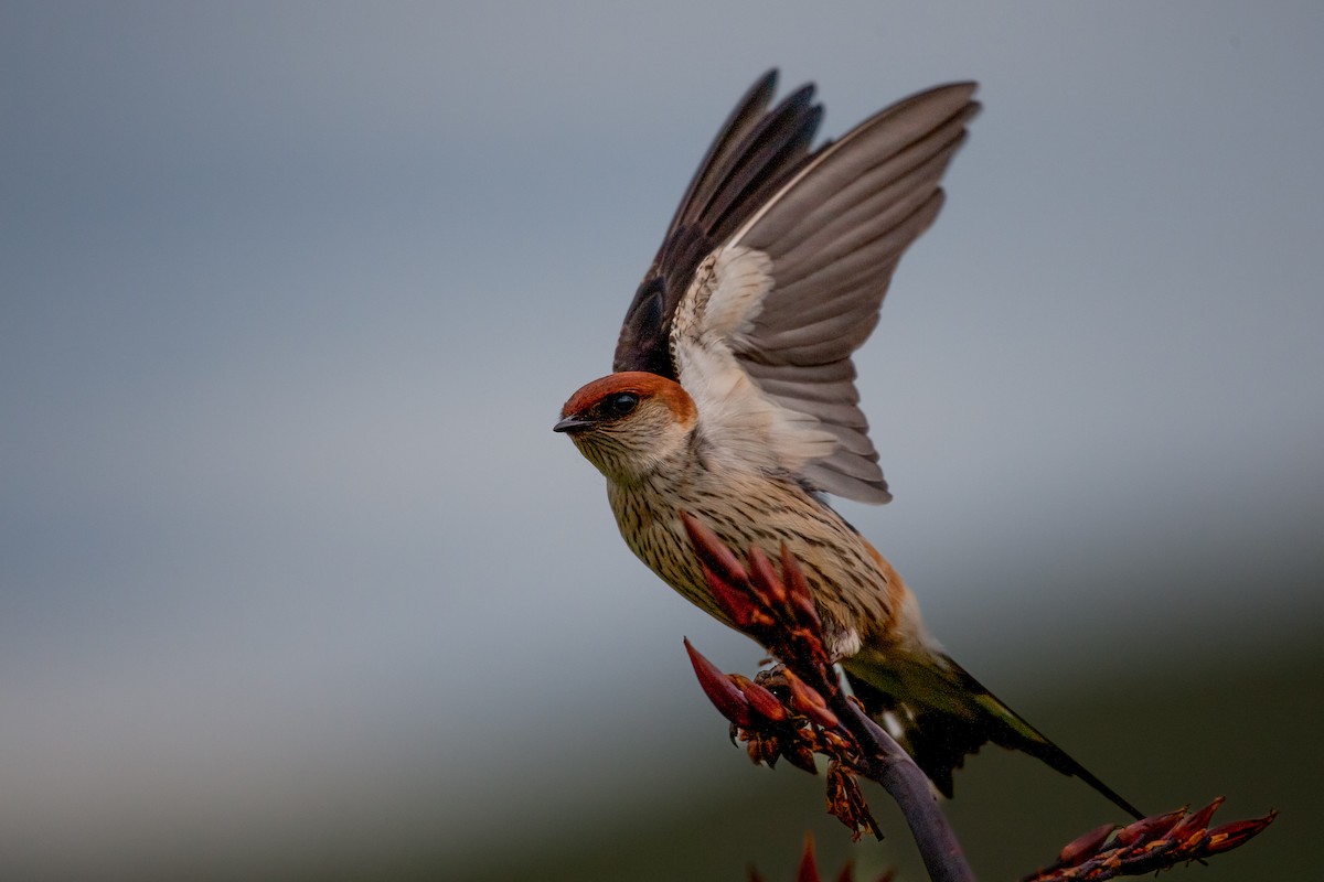 Greater Striped Swallow - ML622516743