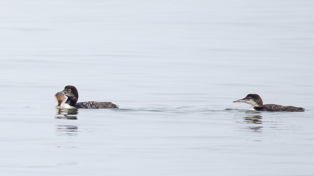 Common Loon - Lyall Bouchard