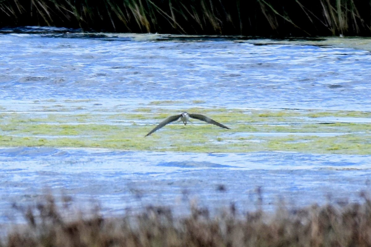 Black Tern - Lukasz Pulawski