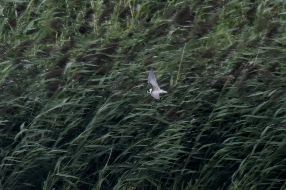 Black Tern - Lukasz Pulawski