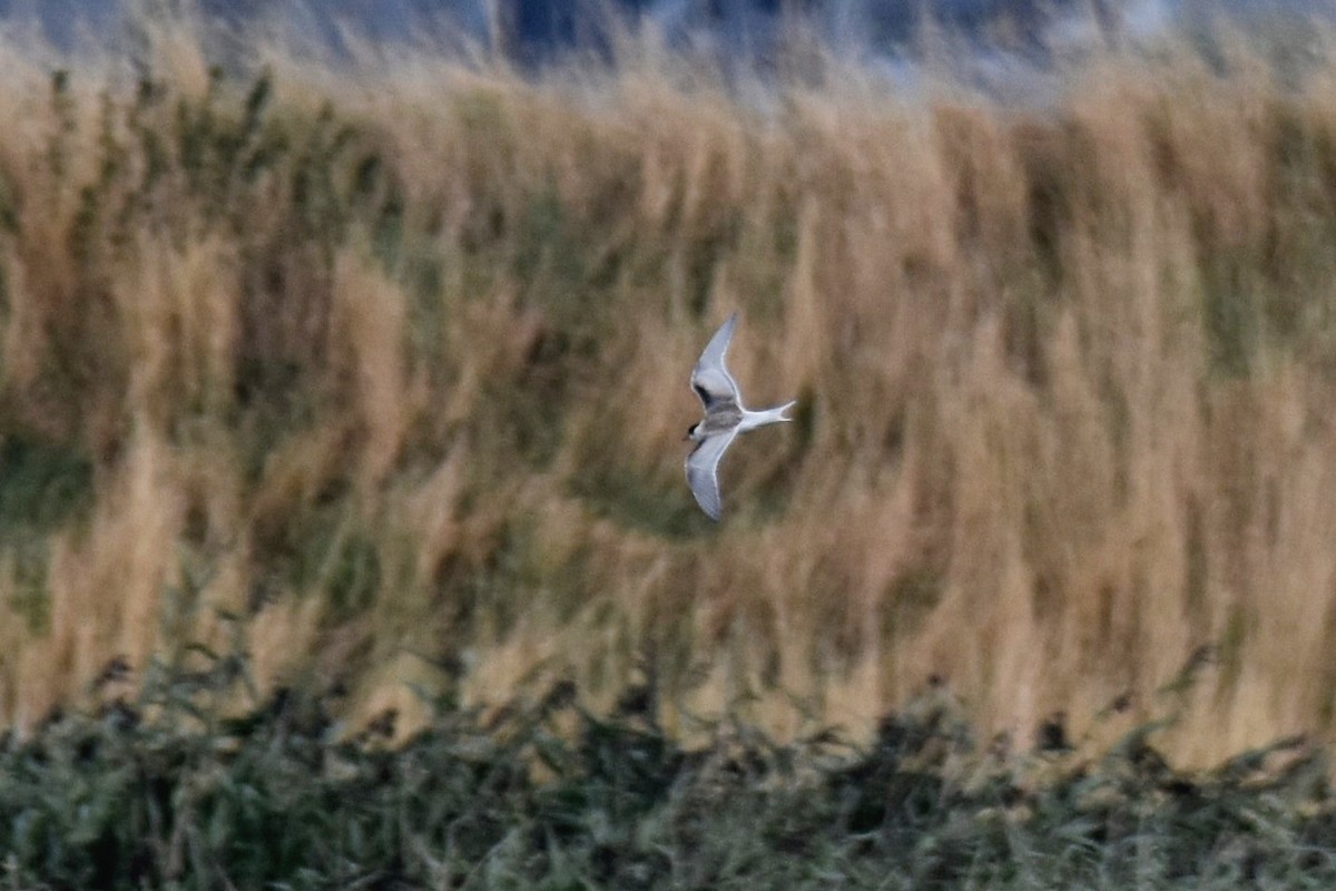 Black Tern - Lukasz Pulawski