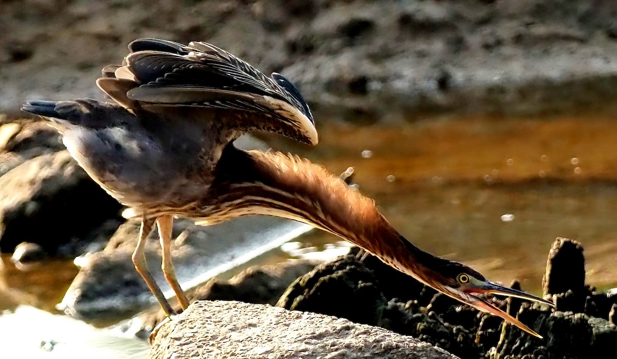 Green Heron - ML622516878