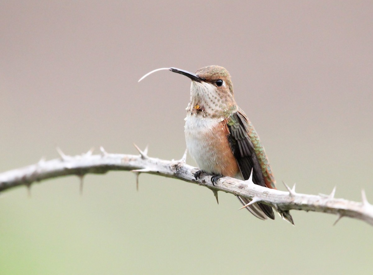 Rufous Hummingbird - ML622516879