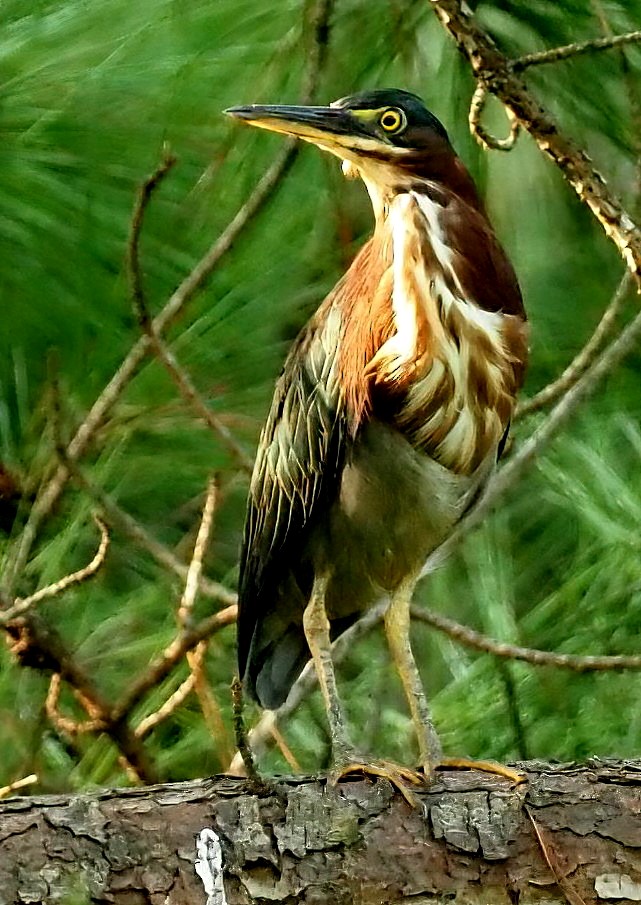 Green Heron - ML622516885