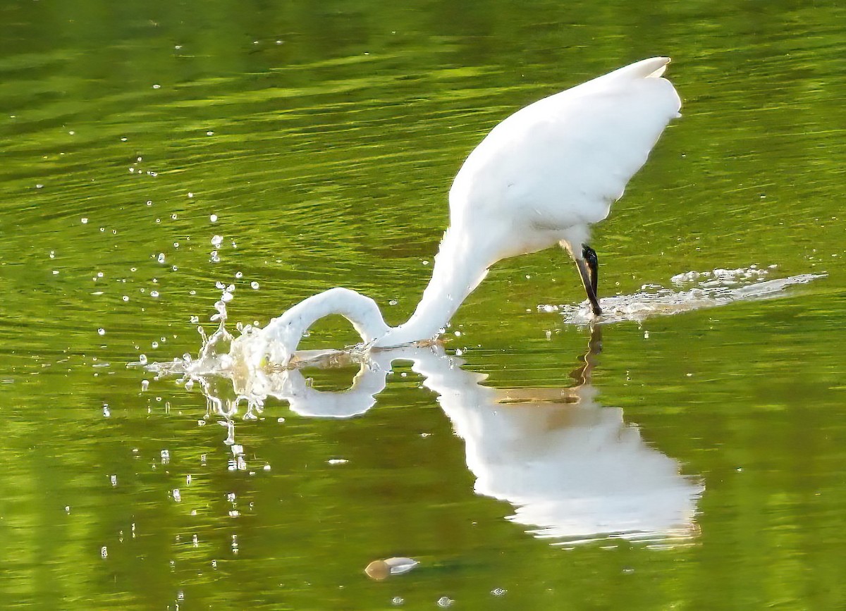 Great Egret - ML622516892