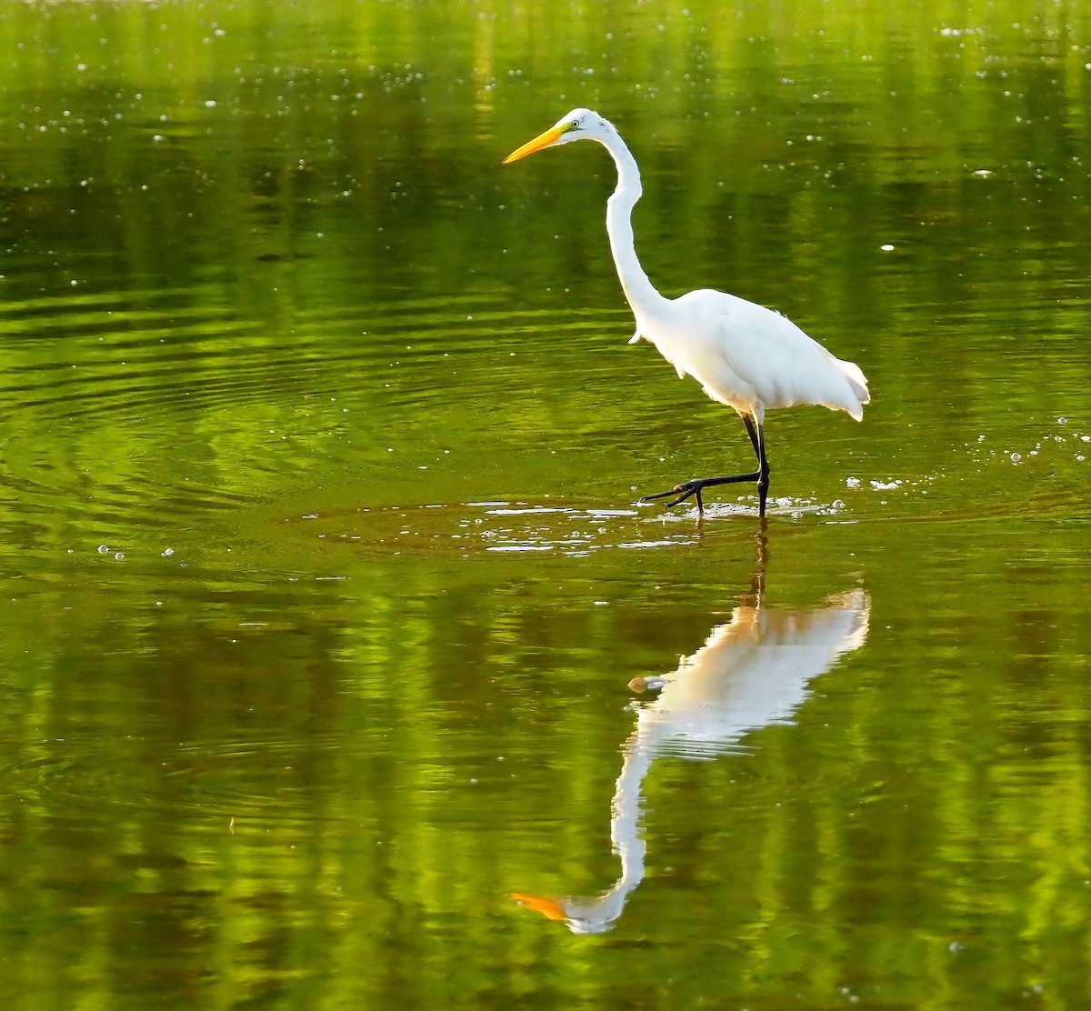 Great Egret - Maria de Bruyn