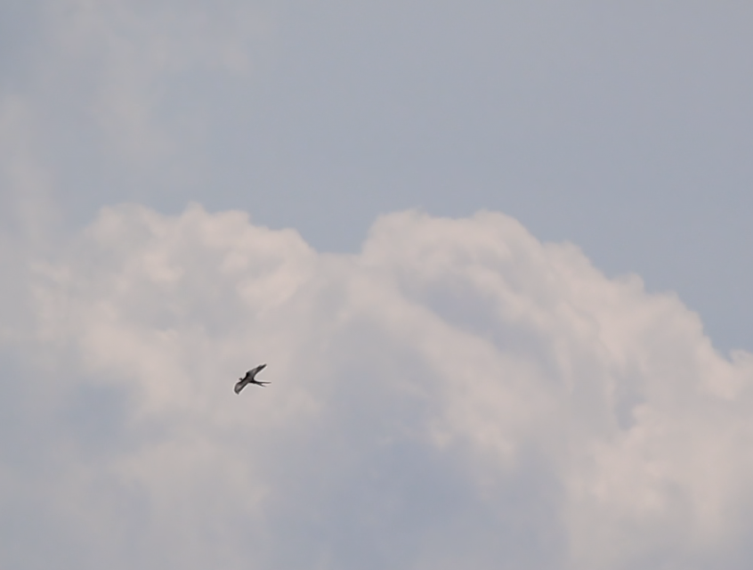 Swallow-tailed Kite - ML622516920