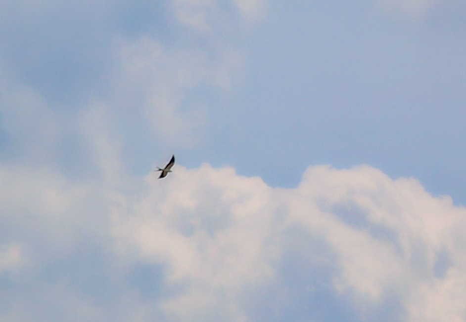 Swallow-tailed Kite - ML622516921