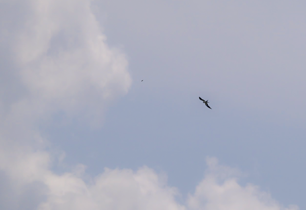 Swallow-tailed Kite - ML622516922