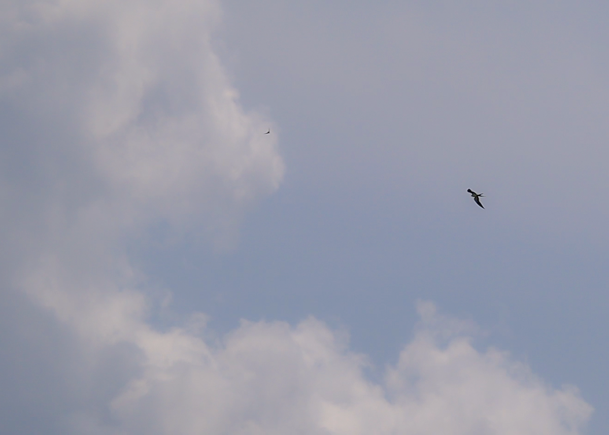 Swallow-tailed Kite - ML622516924