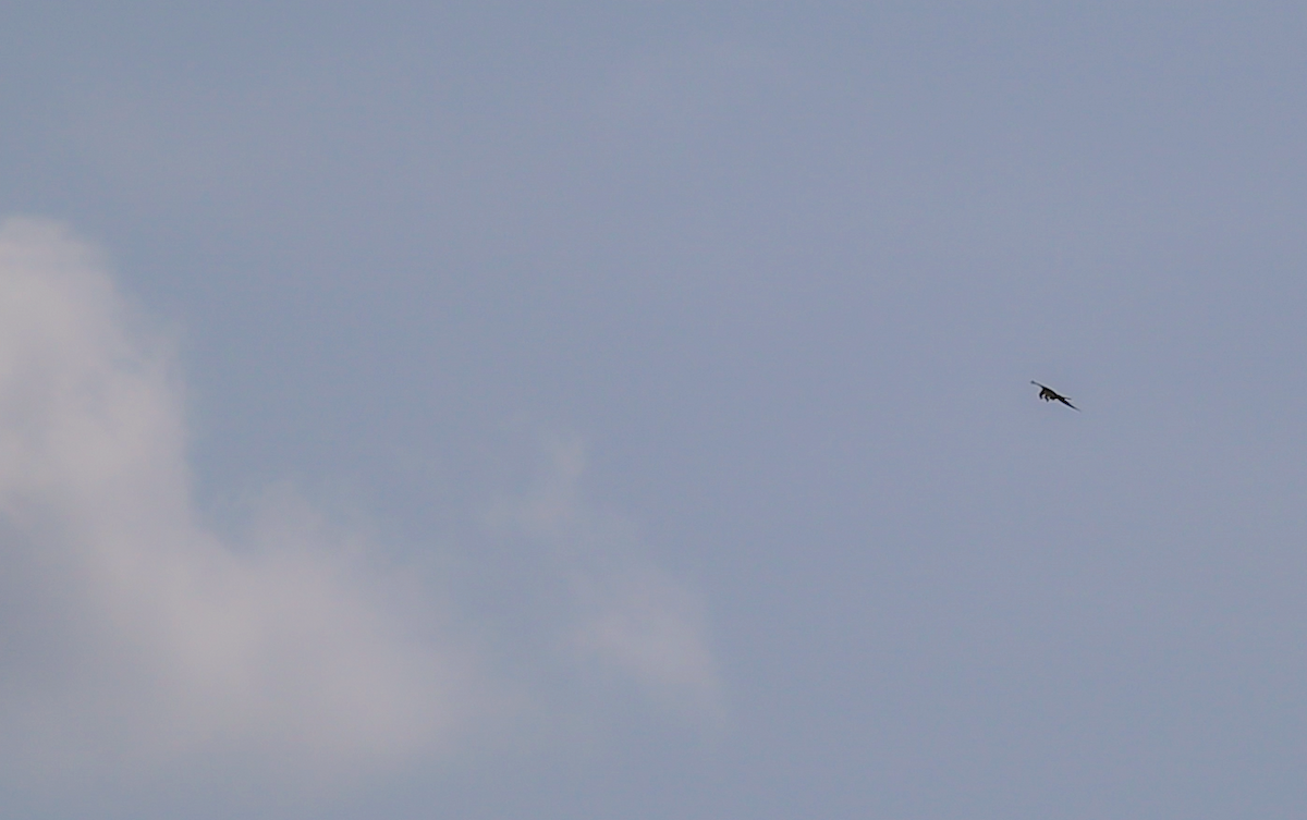 Swallow-tailed Kite - ML622516925