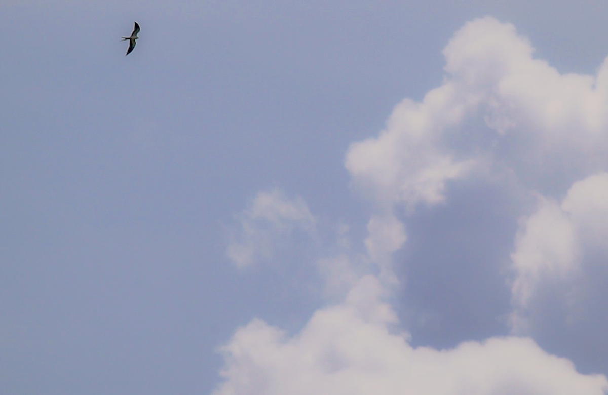 Swallow-tailed Kite - ML622516926