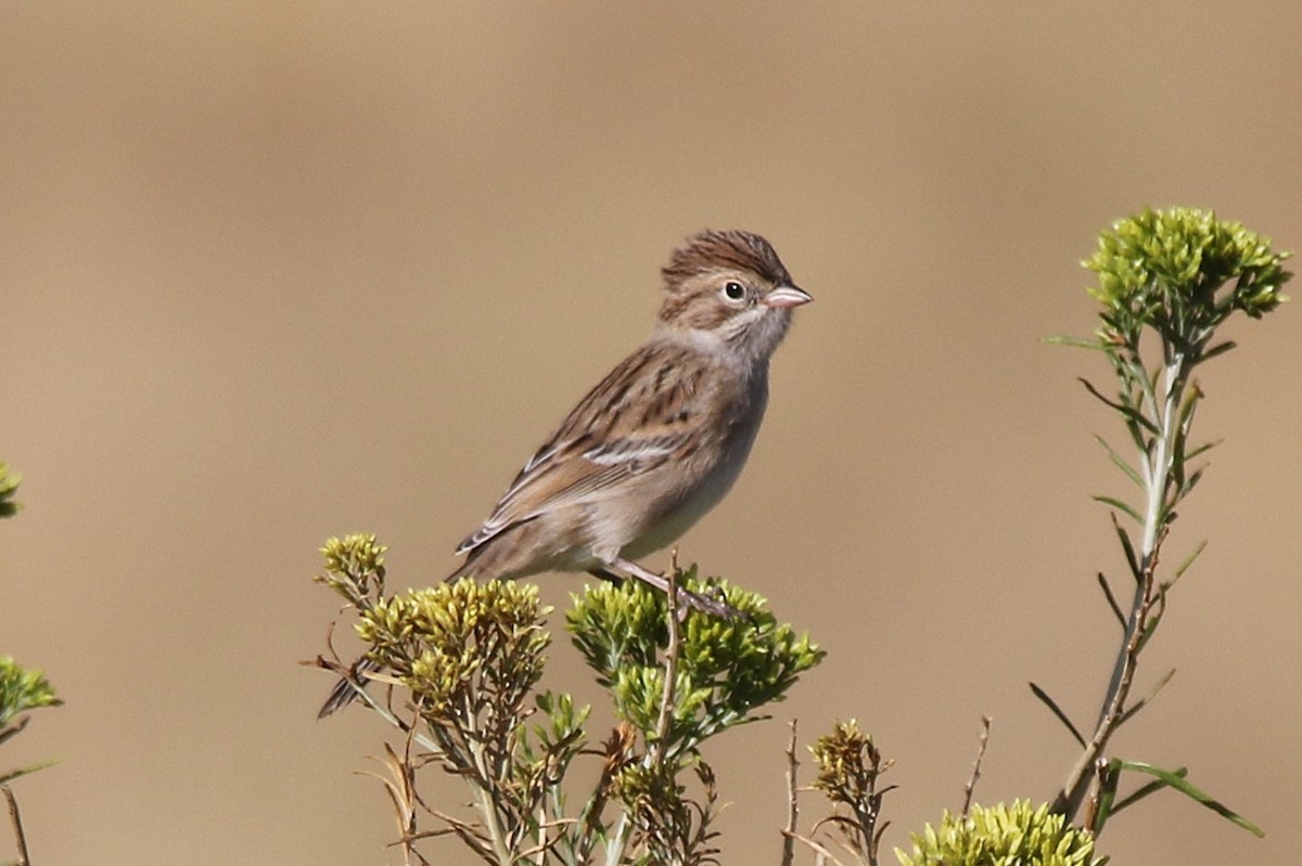 Brewer's Sparrow - Ryan Dibala