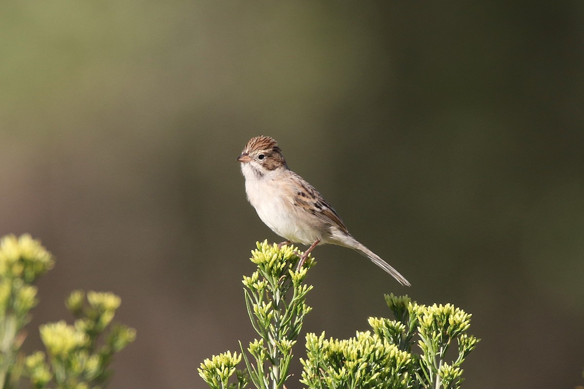 Brewer's Sparrow - ML622516929