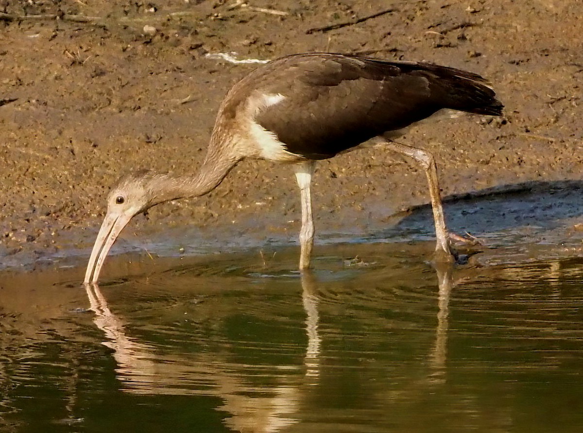 White Ibis - ML622516936