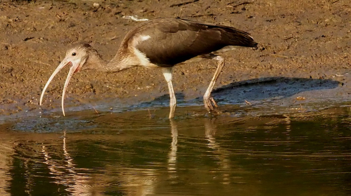 White Ibis - ML622516937