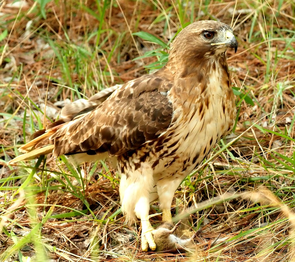 Red-tailed Hawk - ML622516955